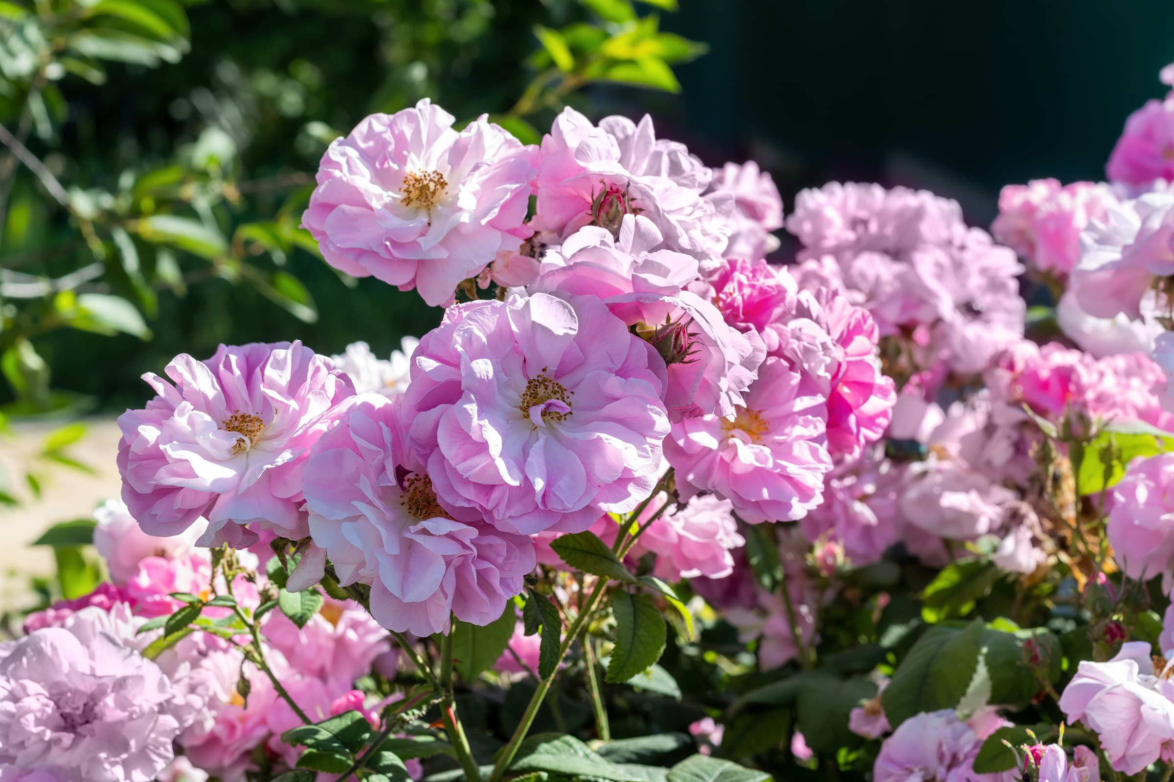 Tarihin Işığında Gül Hasadı - 3 Gün